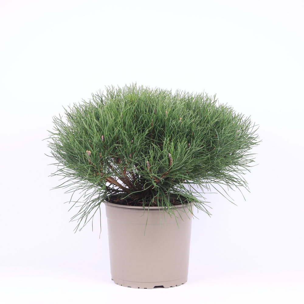 Pinus mugo pumilio.