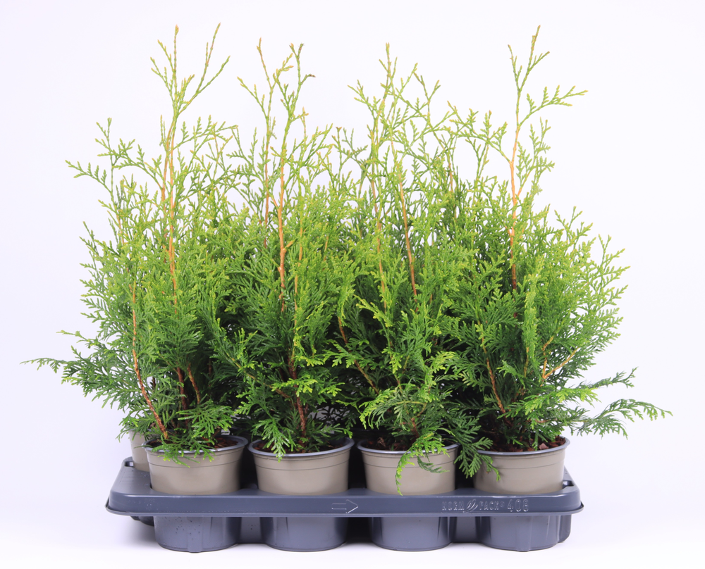 Thuja occidentalis 'Brabant'.