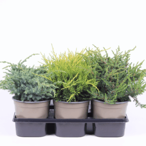 Juniperus gemengde bak.