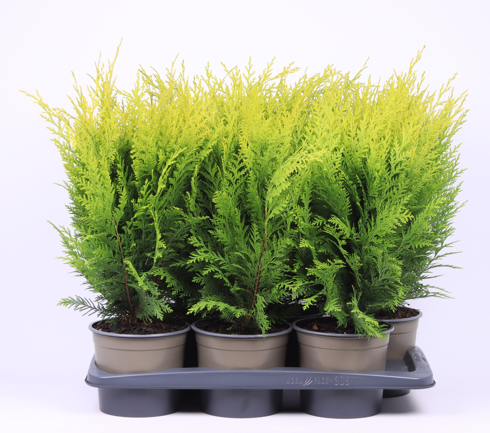 Chamaecyparis lawsoniana 'Stardust'.