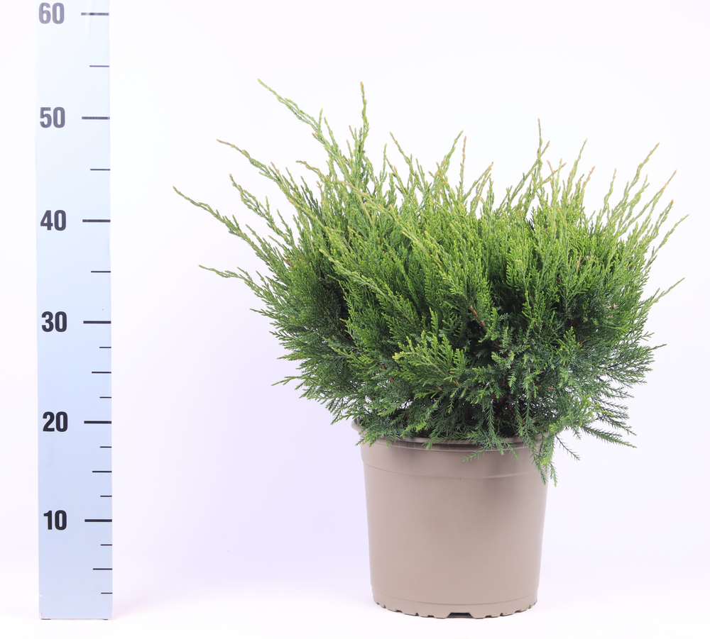 Juniperus x pfitzeriana 'Mint Julep'.