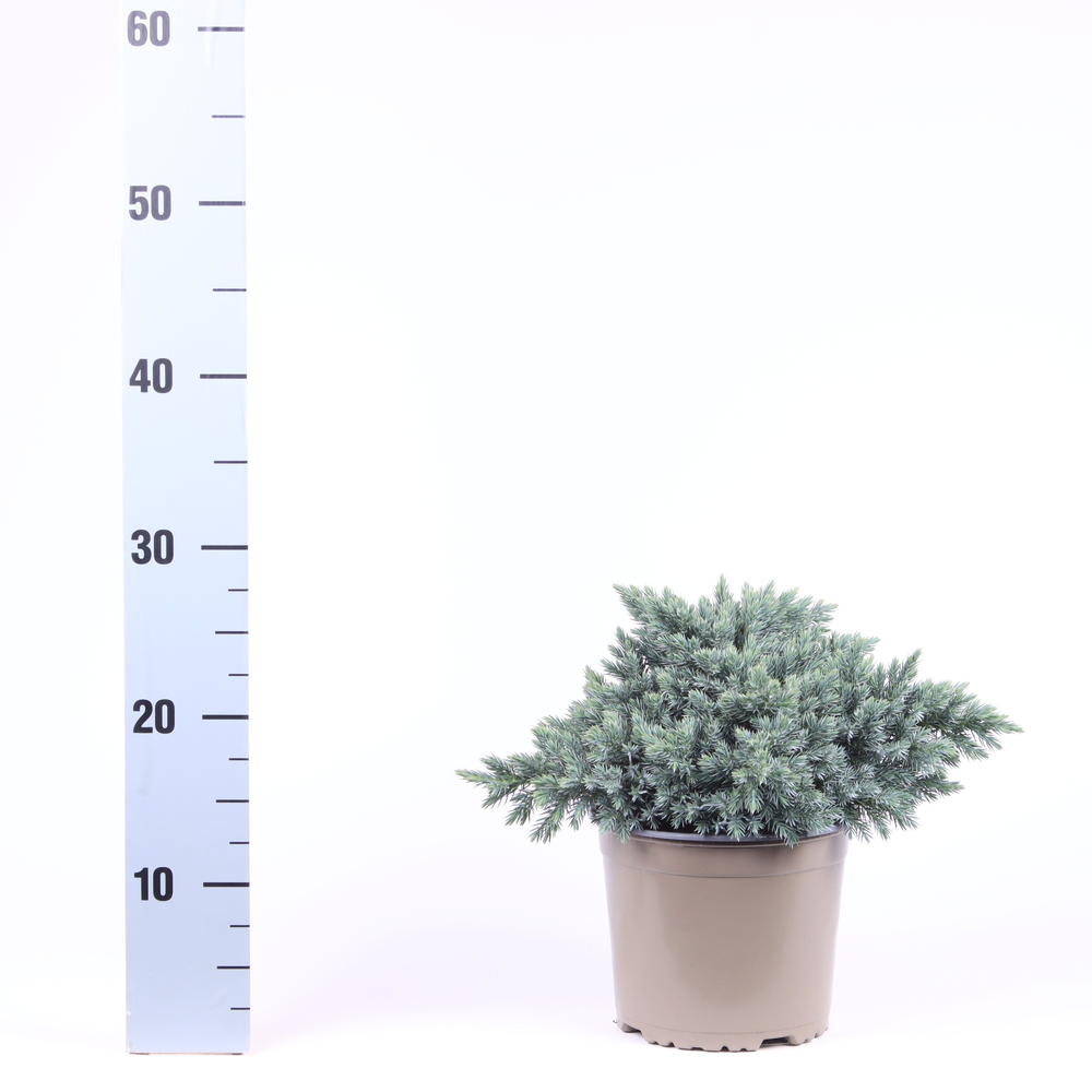 Juniperus squamata 'Blue Star'.