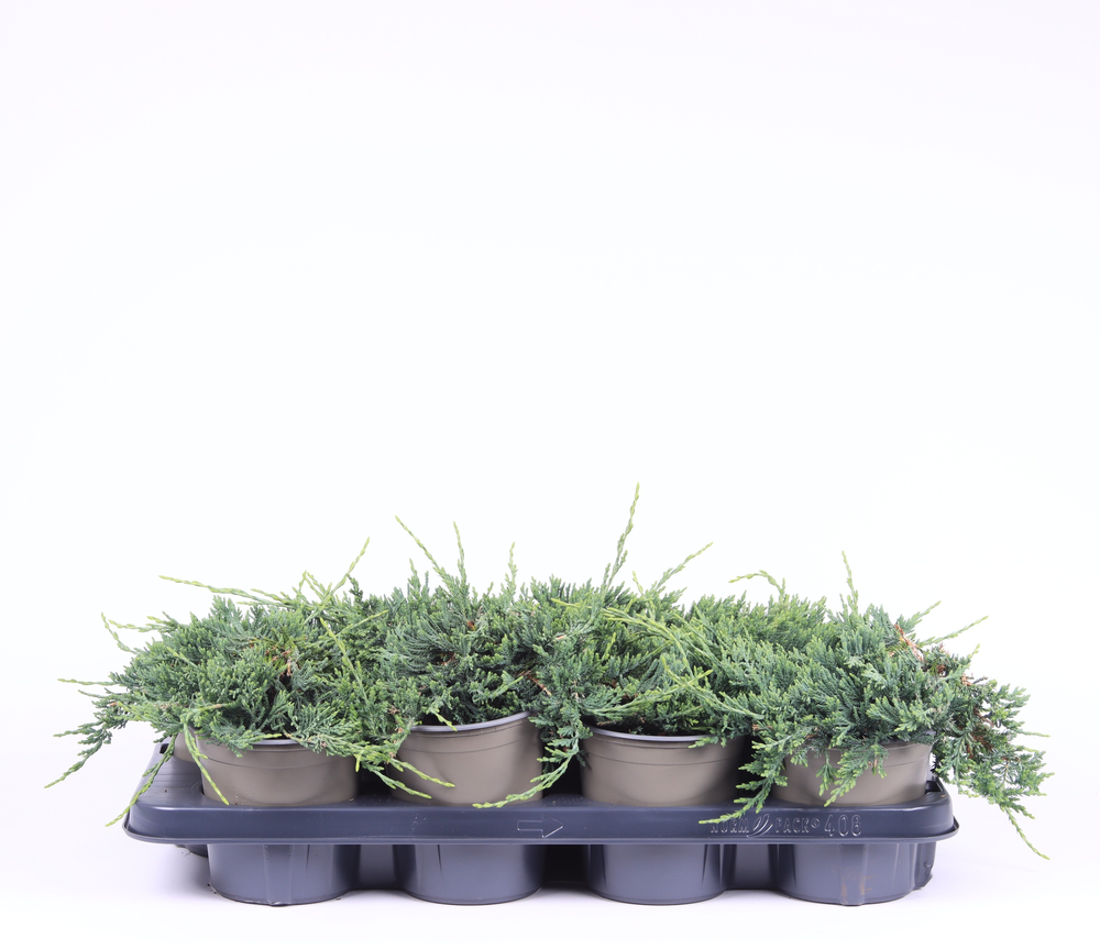 Juniperus horizontalis 'Wiltonii'.