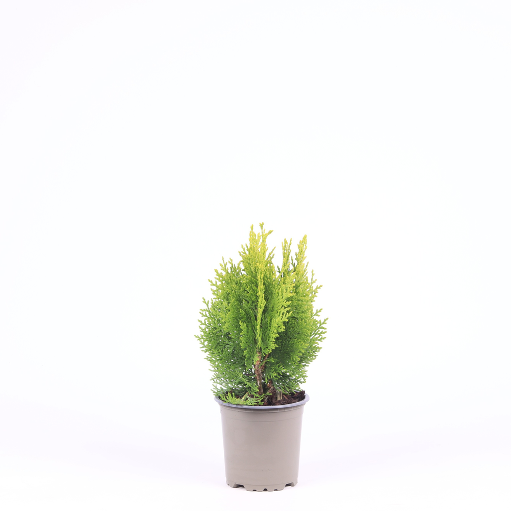 Platycladus orientalis 'Aurea Nana'.