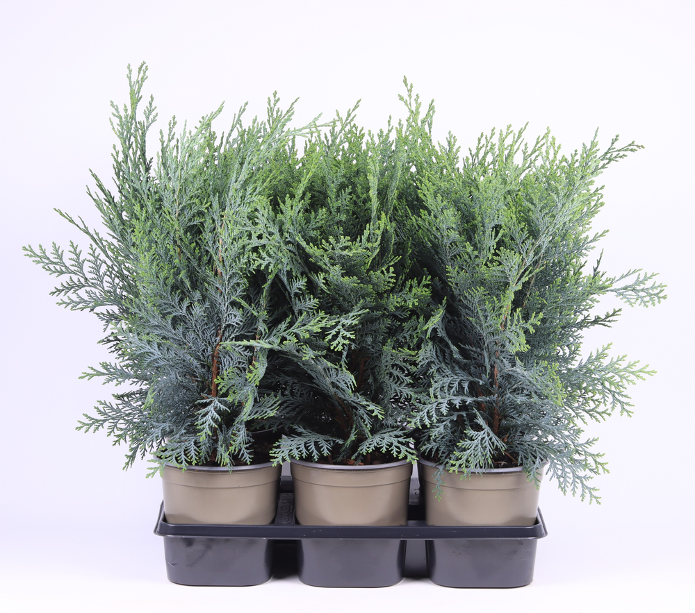 Chamaecyparis lawsoniana 'Pelt's Blue'.