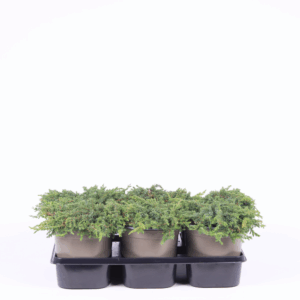 Juniperus communis 'Green Carpet'.