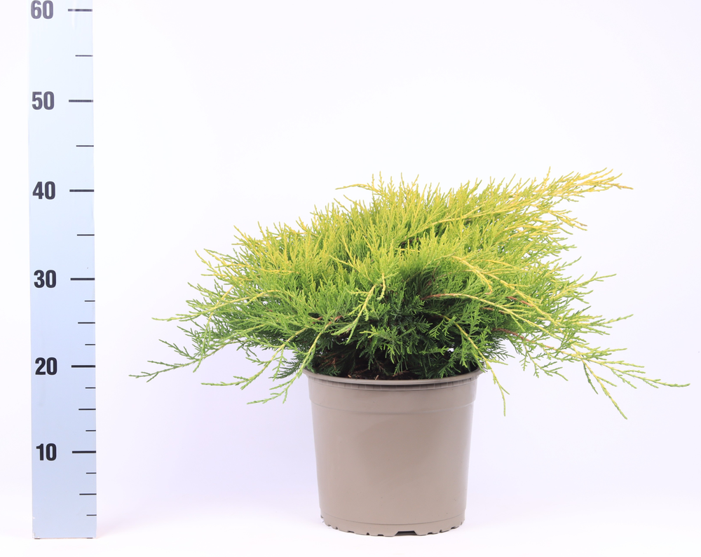 Juniperus x pfitzeriana 'Gold Coast'.