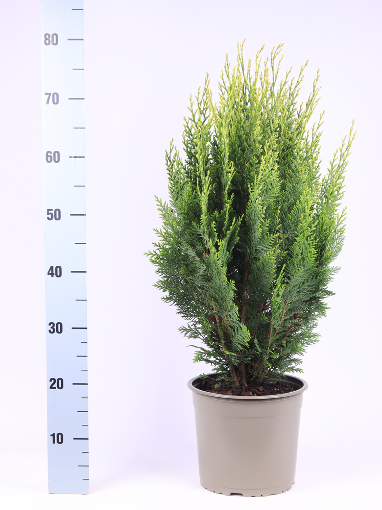Chamaecyparis lawsoniana 'White Spot'.