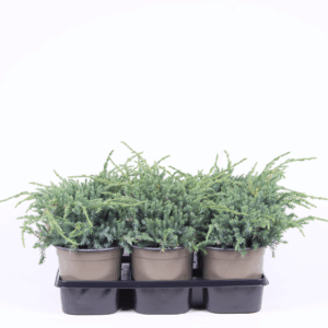 Juniperus squamata 'Blue Carpet'.