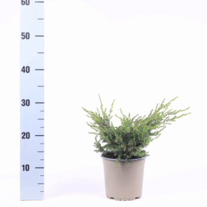 Juniperus communis 'Repanda'.
