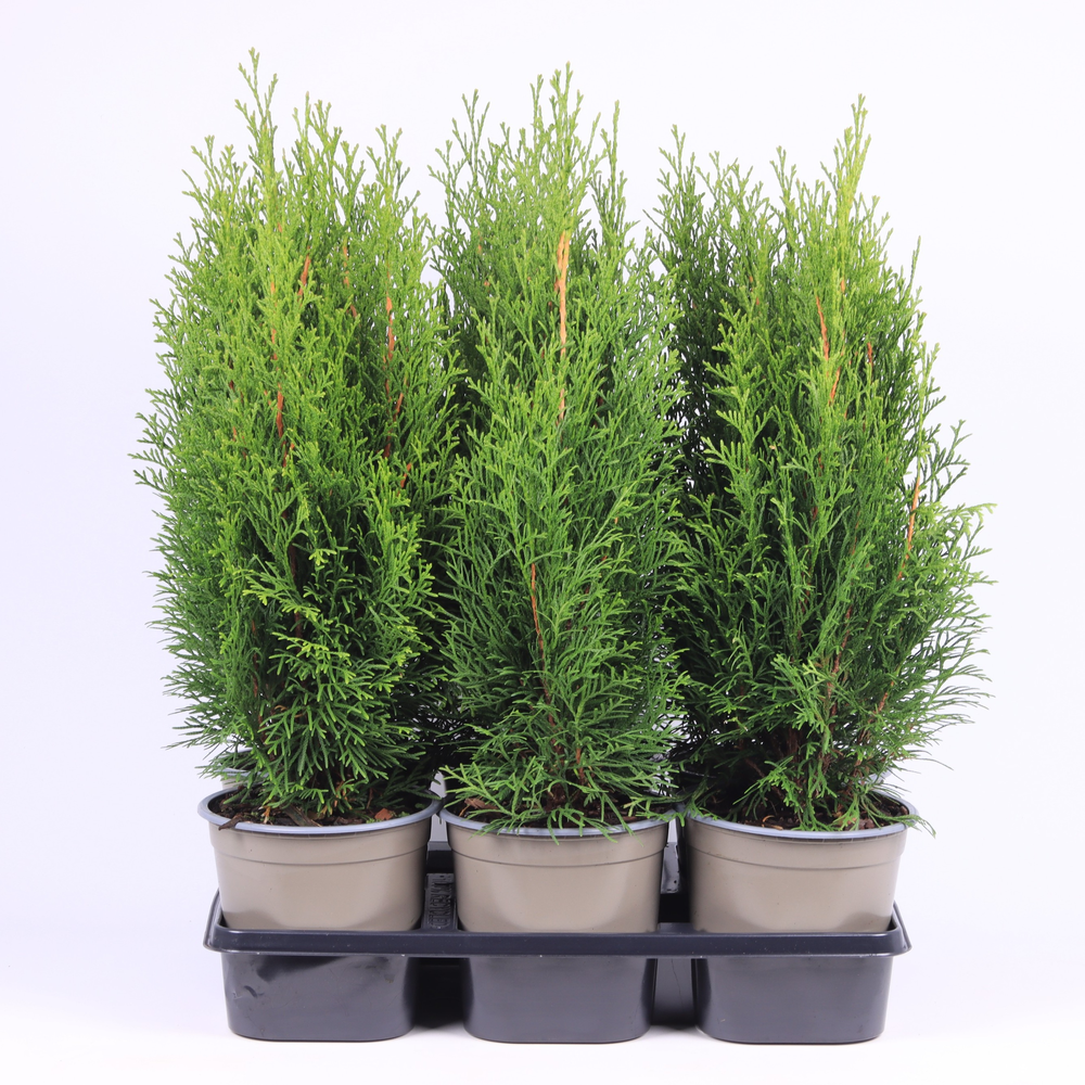 Thuja occidentalis 'Smaragd'.