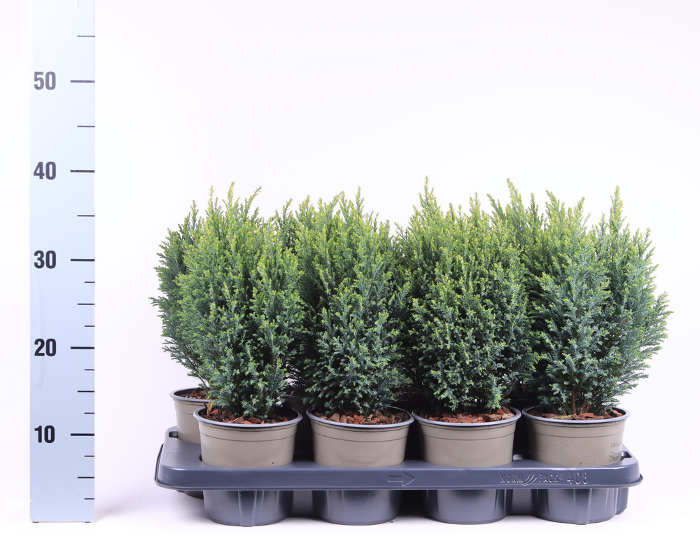 Chamaecyparis lawsoniana 'Snow White'.