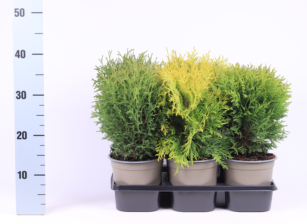 Thuja gemengde bak.