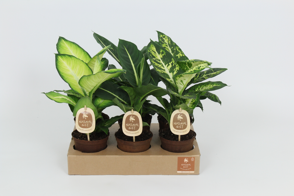 Natural Gift Dieffenbachia Gemengd 12 cm.