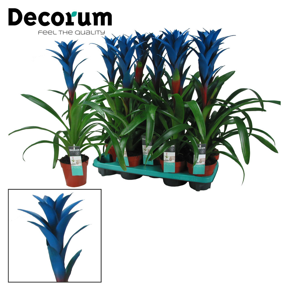 Guzmania Ocean Blue (Decorum).