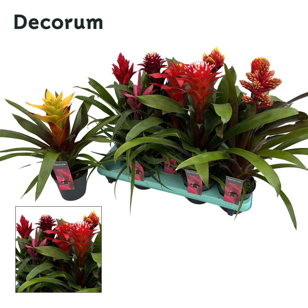 Guzmania Special Mix (Decorum).