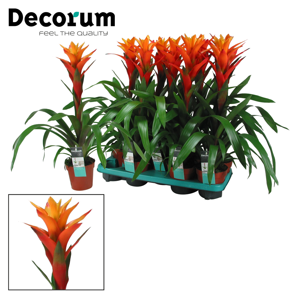 Guzmania Variada (Decorum).