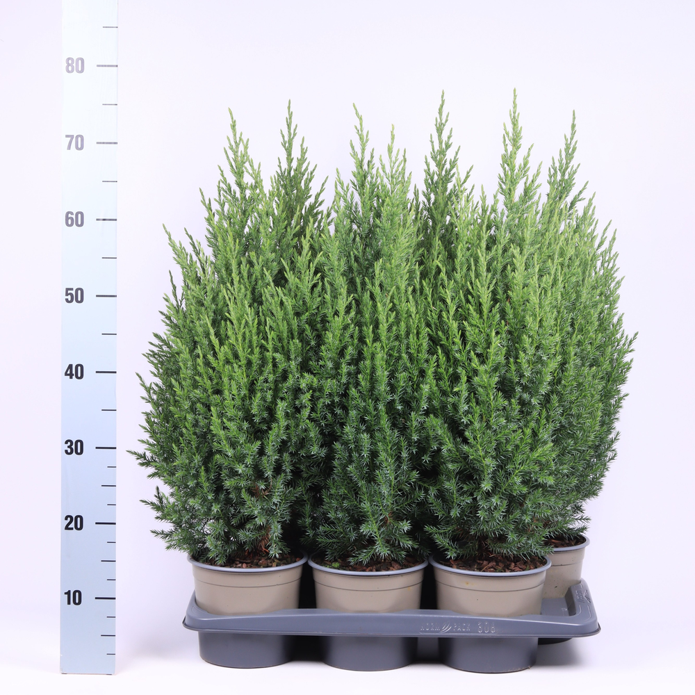 Juniperus chinensis 'Stricta'.