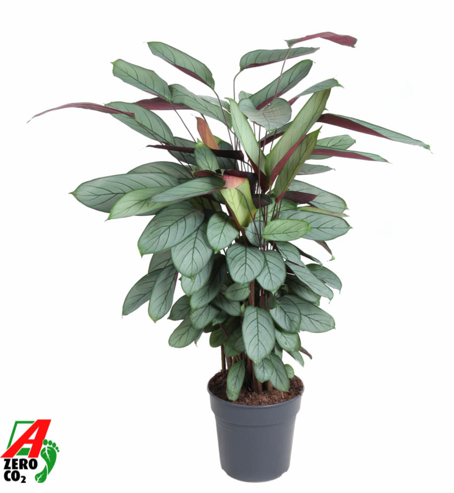 Calathea Silverstar.