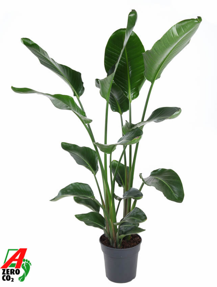 Strelitzia Nicolai P24(zonder bloem).