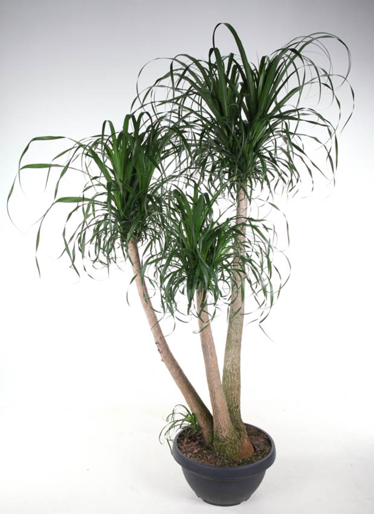 Beaucarnea vertakt P55 - 5ft.