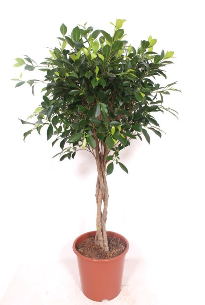 Ficus Nitida.