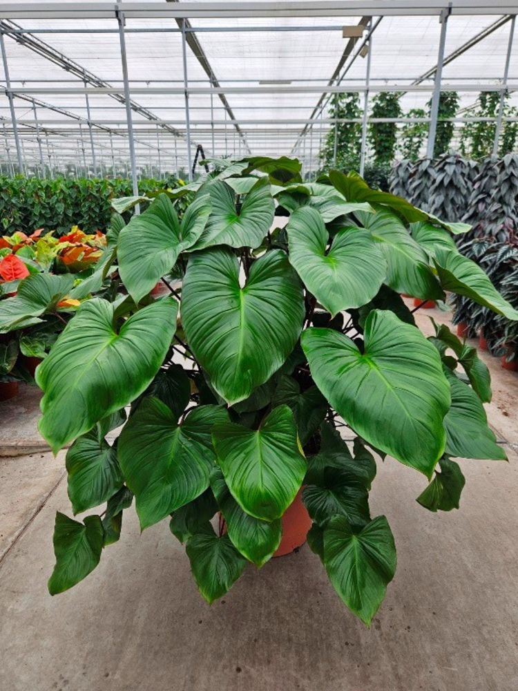 Homalomena rubescens Maggy.
