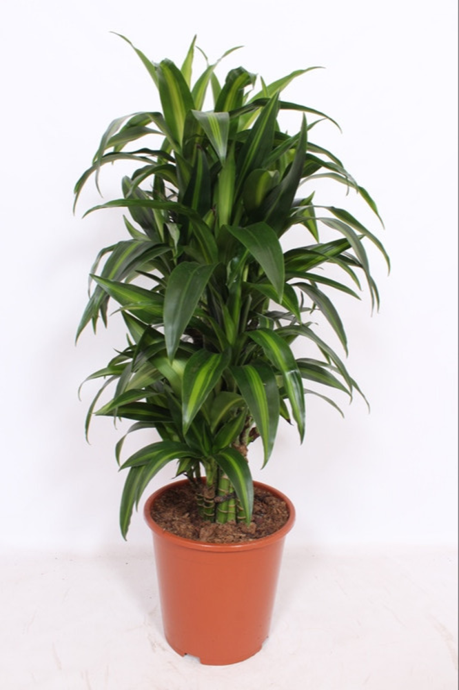 Dracaena Hawaiian Sunshine.