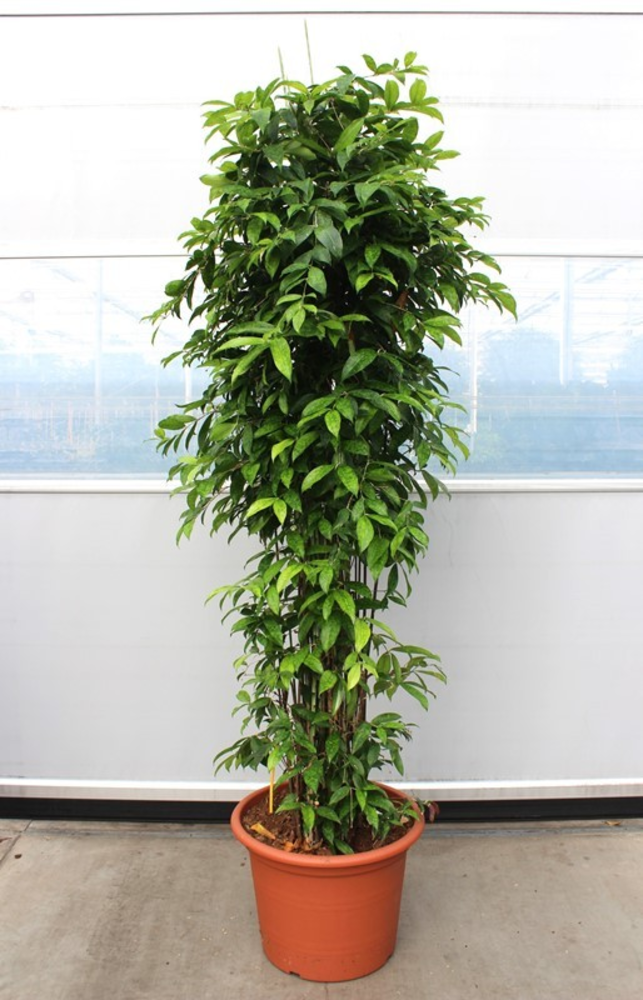 Dracaena Surculosa.