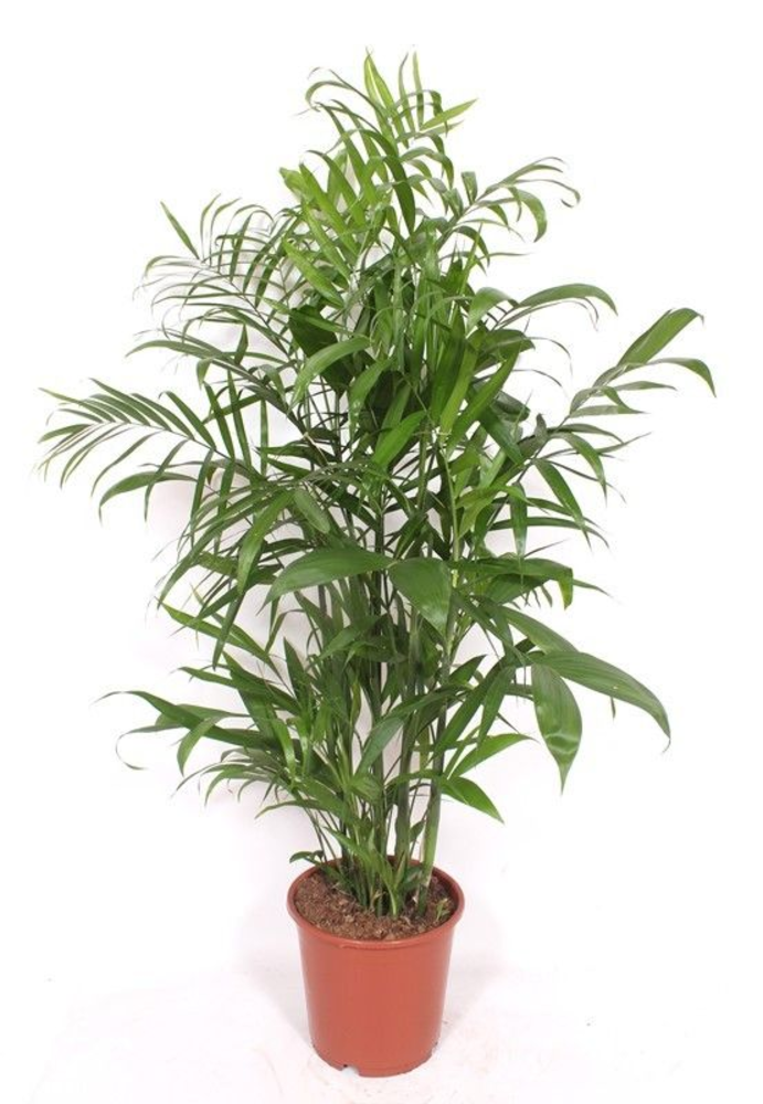 Chamaedorea Seifrizii.