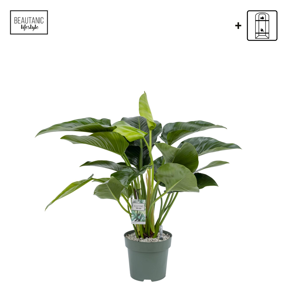 Philodendron Green Beauty.
