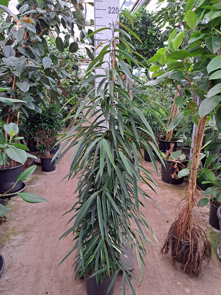 Ficus Alii piramide 210.