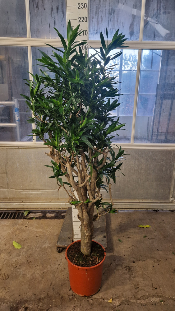 Dracaena Reflexa Pleomele 180.