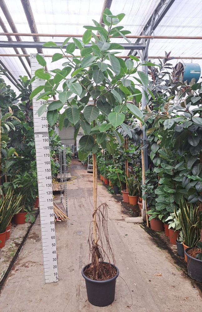 Ficus Altissima stam 300.