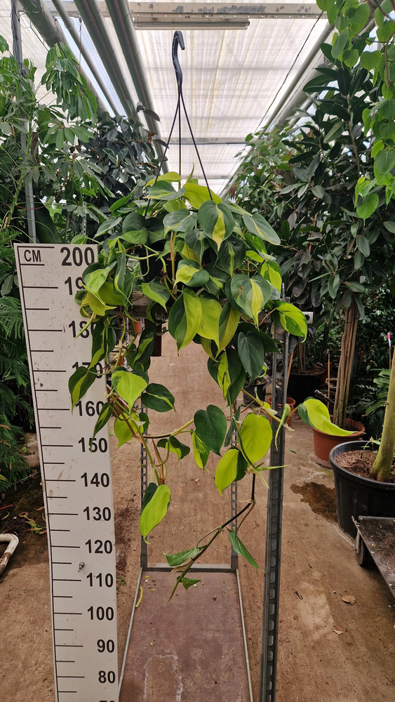 Philodendron Scandens Brasil hangplant.