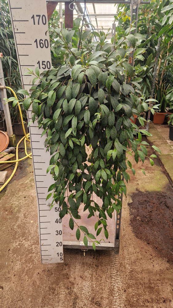 Aeschynanthus Marmoratus hangplant XXL.