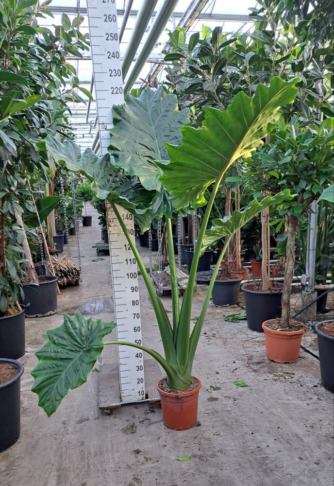 Alocasia Portodora toef XL 220.