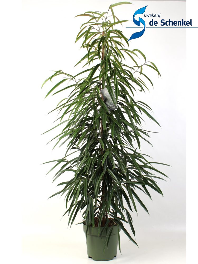 Ficus binnendijkii Alii.
