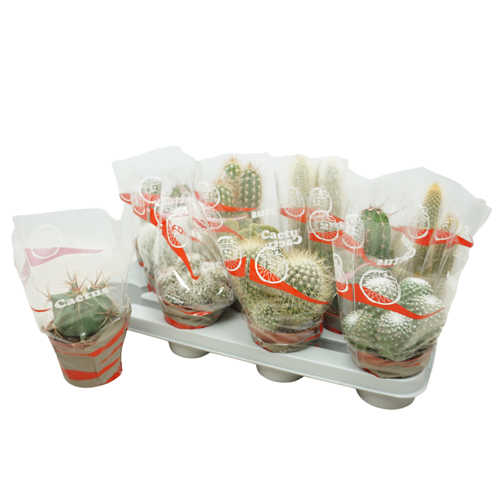 Cactus mix 10,5 cm in cactus hoes.