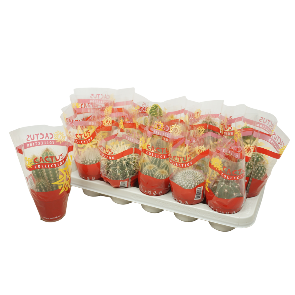 Cactus mix 8,5 cm in cactus hoes.
