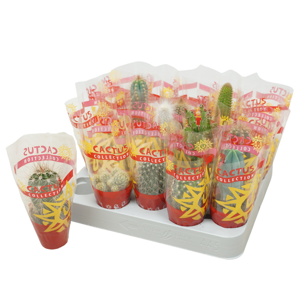 Cactus mix 5,5 cm in cactus hoes.