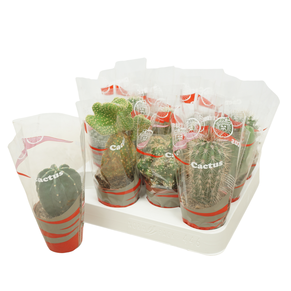 Cactus mix 7 cm in cactus hoes.