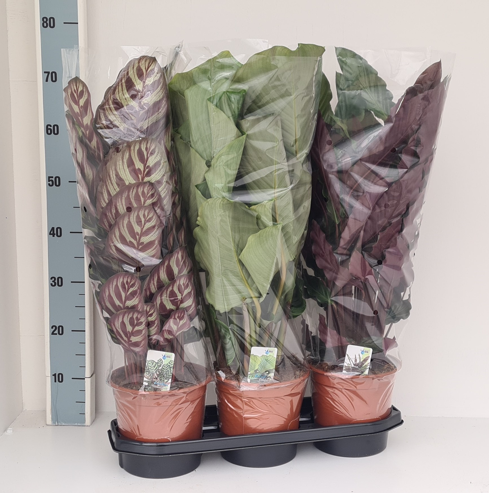 Calathea mix 3 soorten.