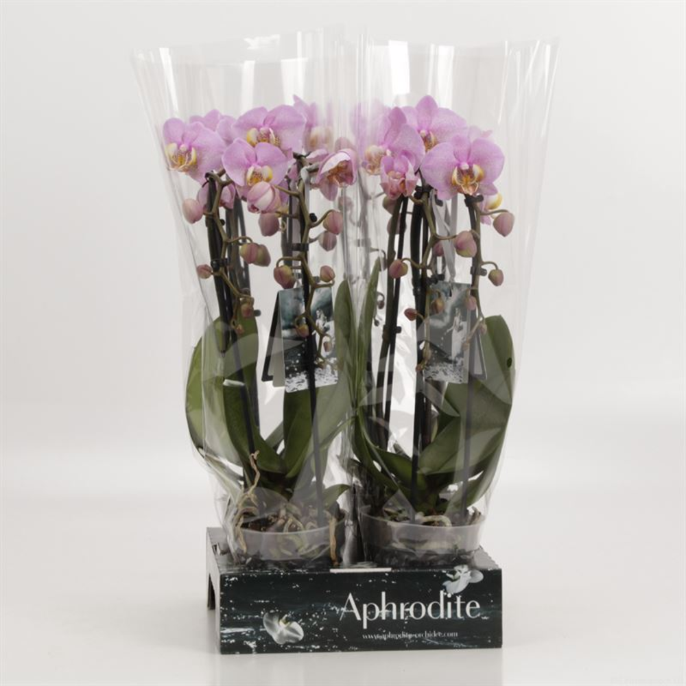 Phalaenopsis Elegant Cascade Cascade roze goddess.
