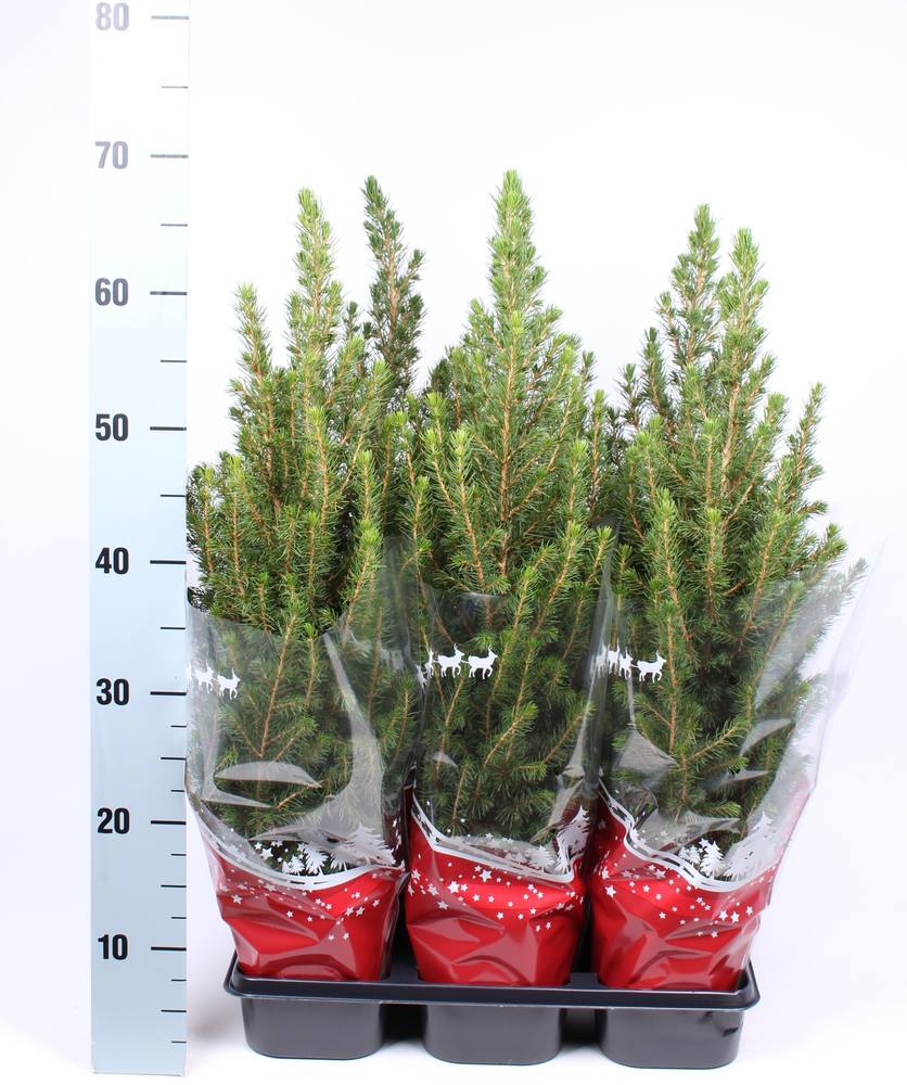 Picea glauca 'Conica' rode hoes.