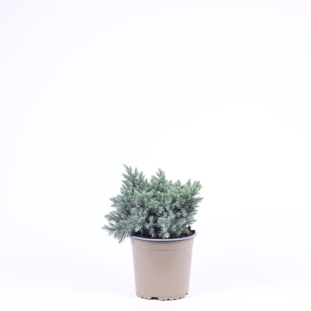 Juniperus squamata 'Blue Star'.