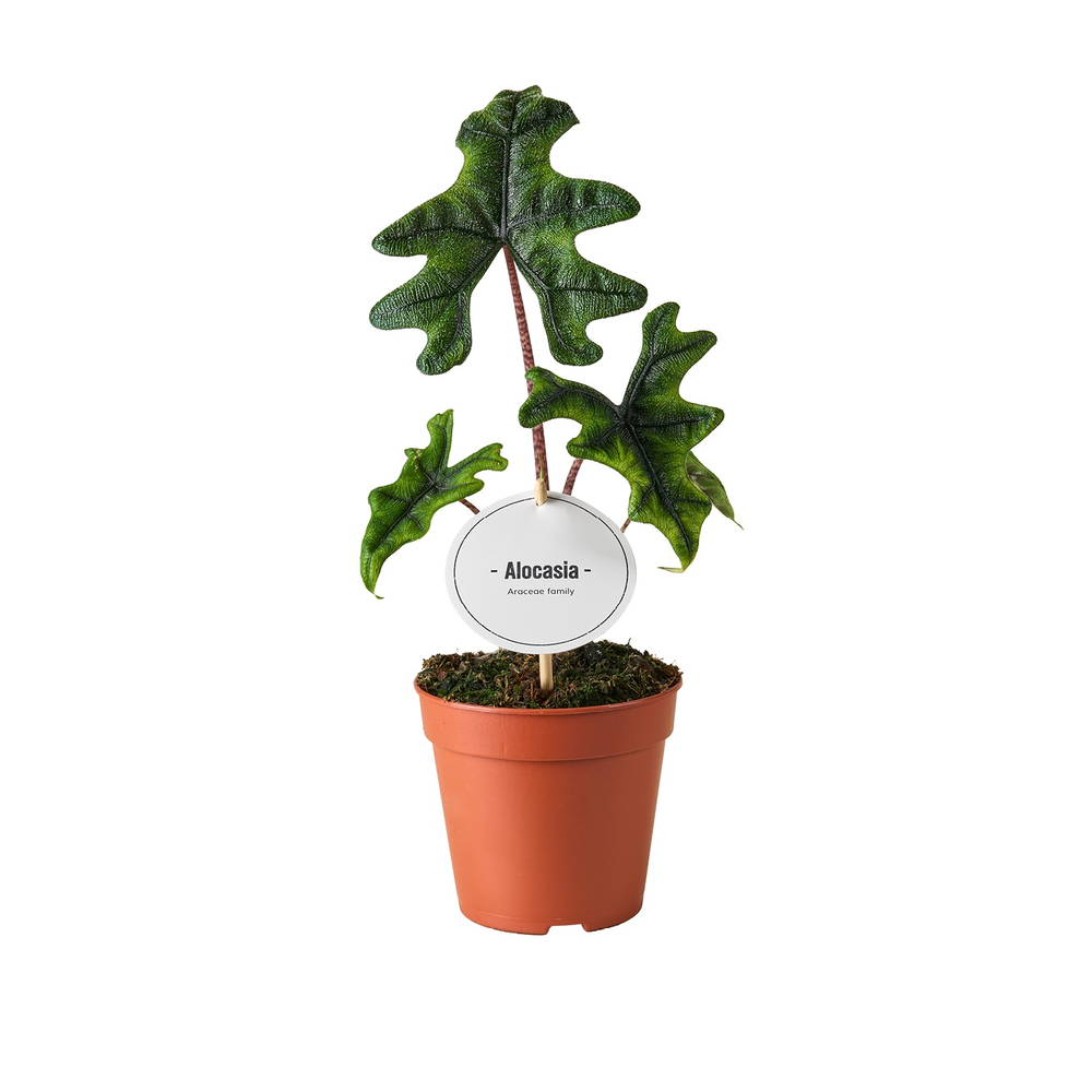Alocasia Jacklyn.