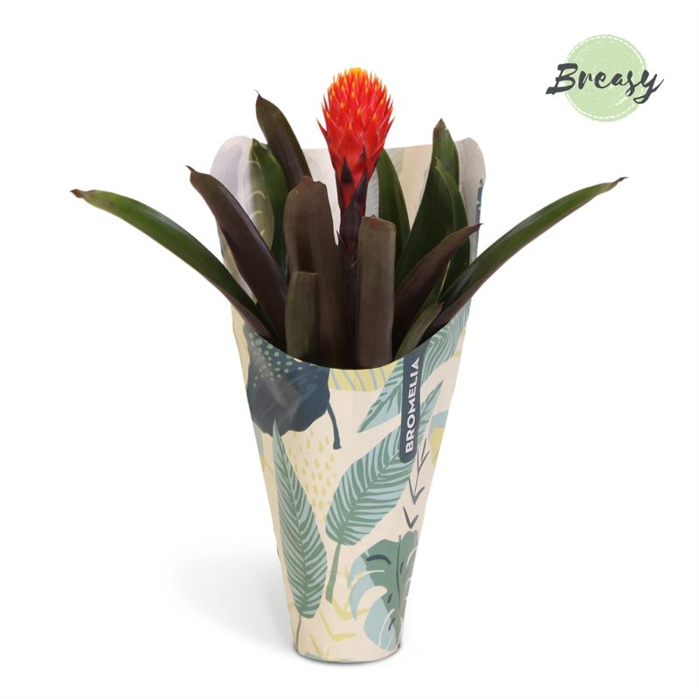 Guzmania Rockyflower Tala Jungle kraft.