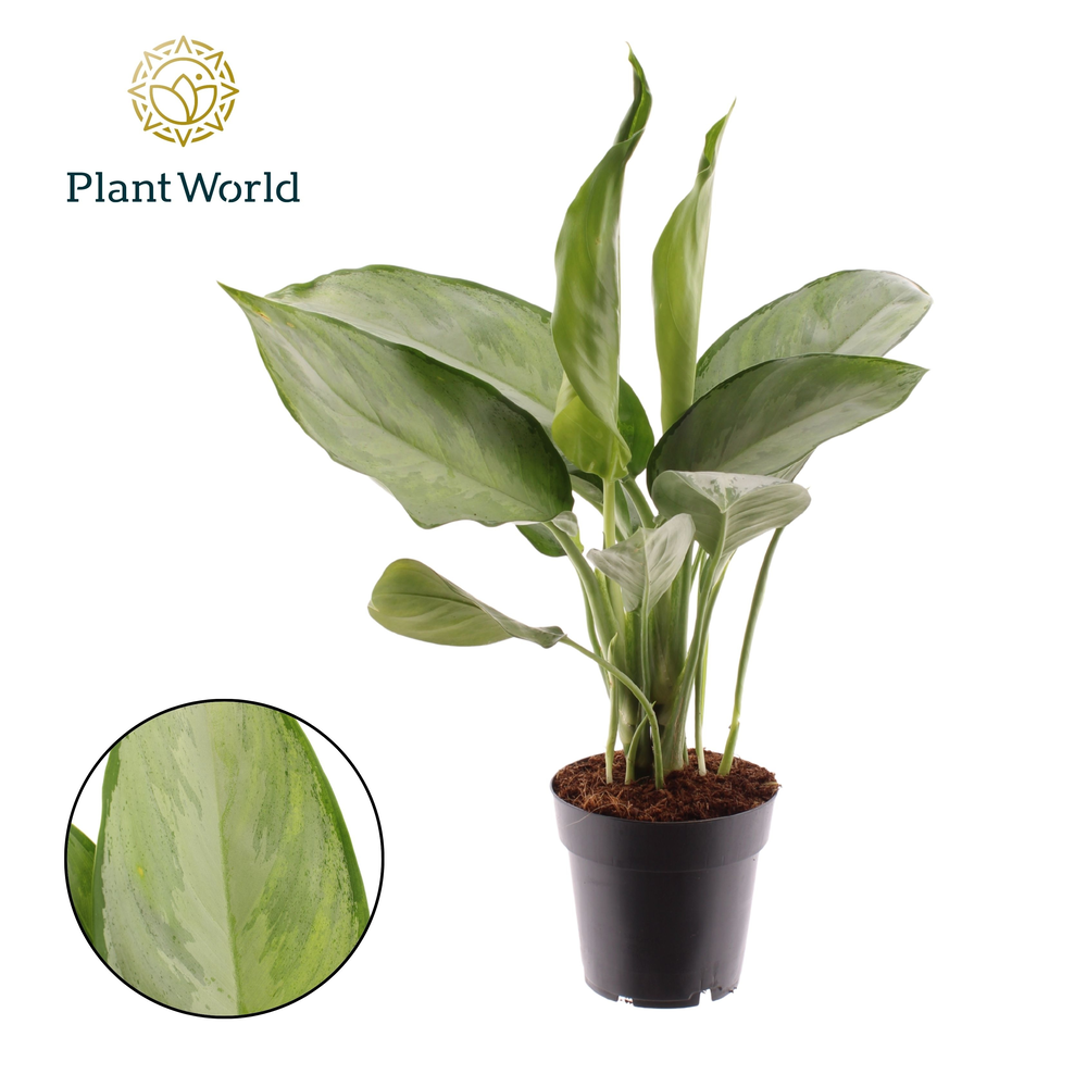 Aglaonema Silverado.