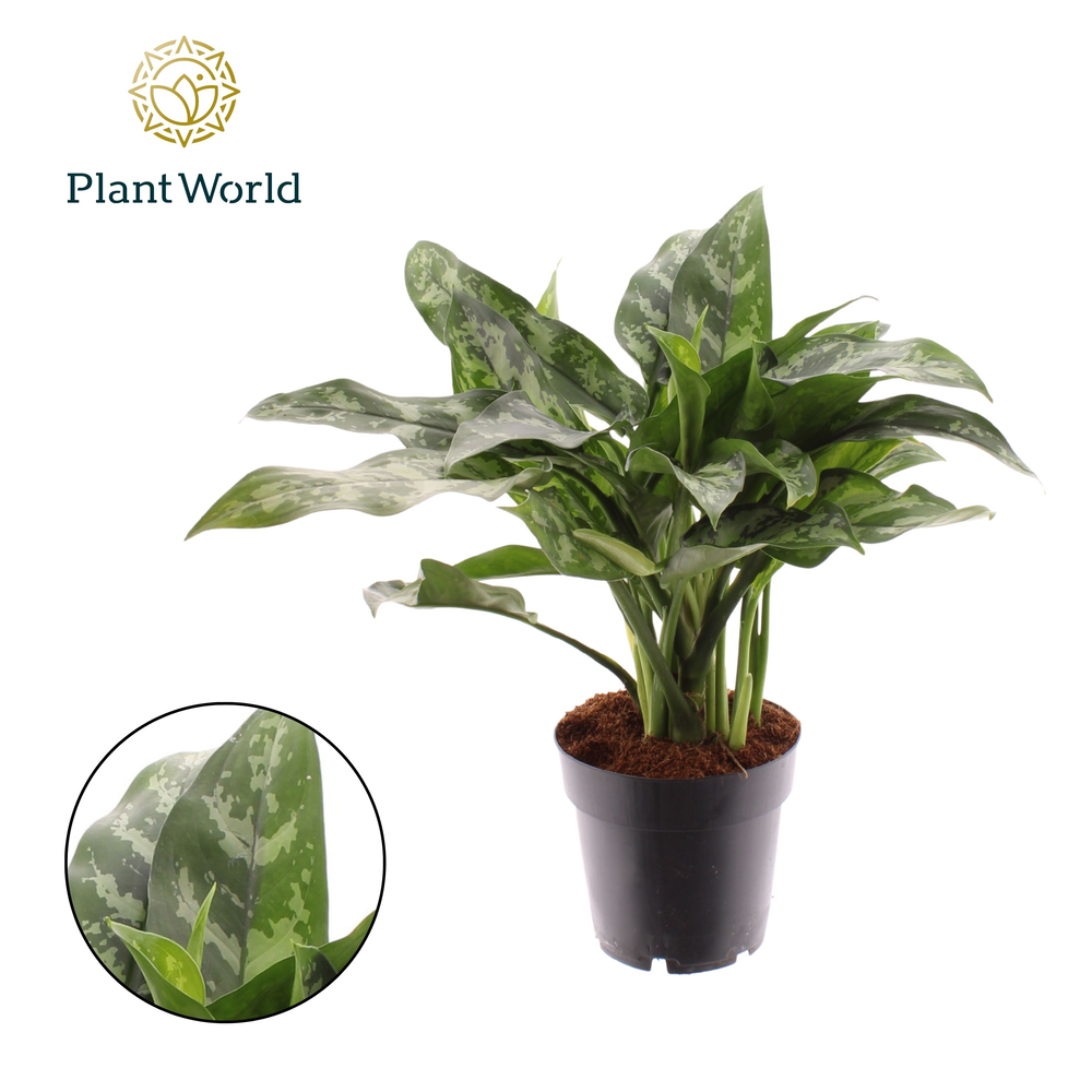 Aglaonema Maria (Decorum).